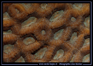 Details of a Coral, Marsa Shagra in Egypt Red Sea... :O)... by Michel Lonfat 